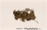 藏品(長根地卷)的圖片